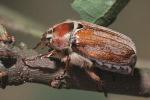 Нашествие майских жуков